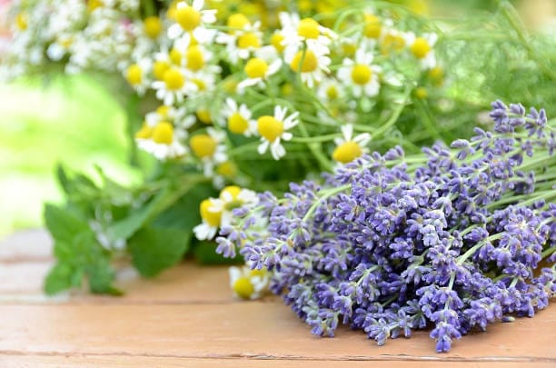 Cut fresh lavender and herbal flowers on the wooden table